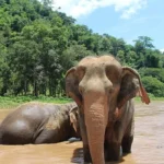 elephant conservation northern thailand nature e1769500170440.webp
