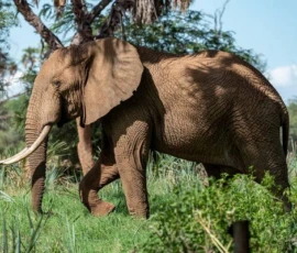 Kuiburi Community Elephant Adventure 2 2 1 1