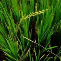 Rice Explorer and Homestay 2 2 3 3