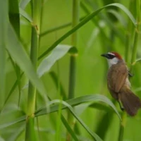 Phatthalung Southern Explorer 2 3 1 1