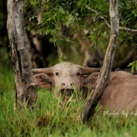 Nature and Culture in the South 2 3 4 10