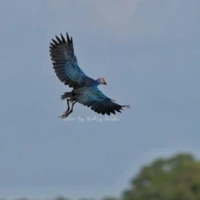 Nature and Culture in the South 2 3 4 8