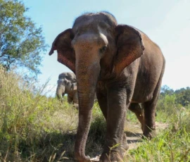 North Thailand Highlights ethical elephant sanctuary chiang mai