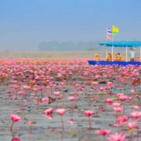 Drift through a sea of pink lotus blossoms on Thale Noi – Phatthalung's celebrated wetland sanctuary and the heart of the Southern Explorer tour. Tourists on blue boat cruising through pink lotus flowers Thale Noi lake Phatthalung southern Thailand