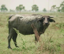 Day 1: Water buffalo roam the rotational farmland along the CBT trek route – a glimpse of the agricultural life woven into the hilltribe landscape of Mae Hong Son. Water buffalo grazing in open farmland northern Thailand hilltribe trekking route Mae Hong Son