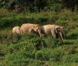 Day 2: A family herd of wild Asian elephants grazes freely on the hillsides of Kuiburi – proof that community-led conservation is working. Herd of wild Asian elephants grazing green hillside Kuiburi National Park Thailand