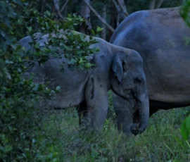 A wild Asian elephant forages quietly at dusk inside Kuiburi National Park – a rare and intimate wildlife encounter made possible by the park's successful community conservation programme. Wild Asian elephant foraging at dusk in forest Kuiburi National Park Prachuap Khiri Khan Thailand