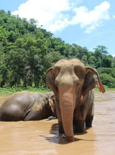 elephant conservation northern thailand nature e1769500170440.webp