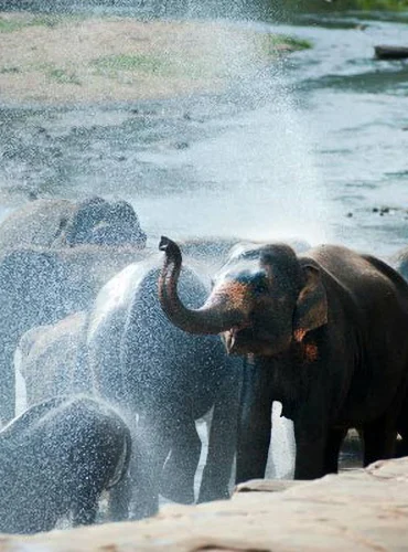 ethical elephant bathing river chiang mai.webp