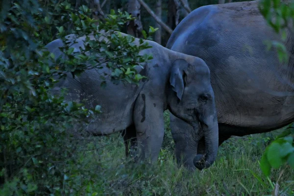 Wild Asian elephant foraging at dusk in forest Kuiburi National Park Prachuap Khiri Khan Thailand